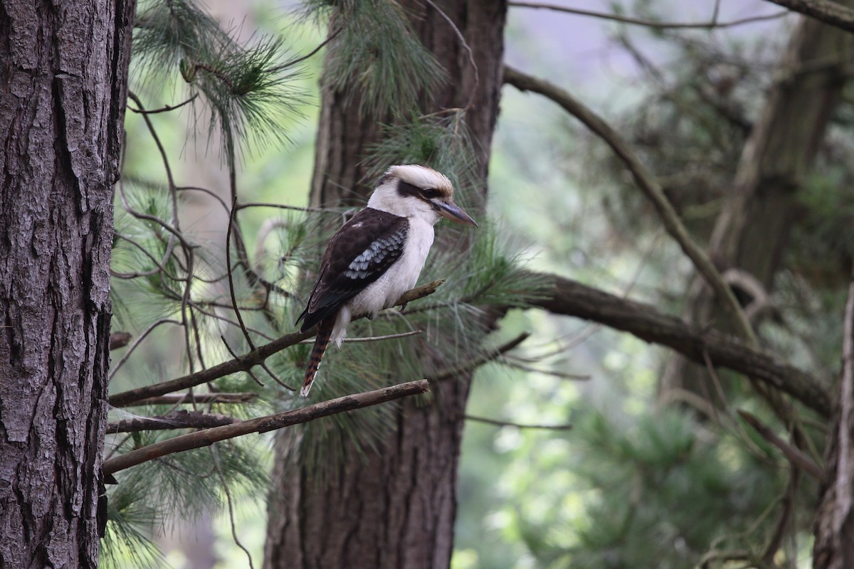 Laughing Kookaburra - ML620732634