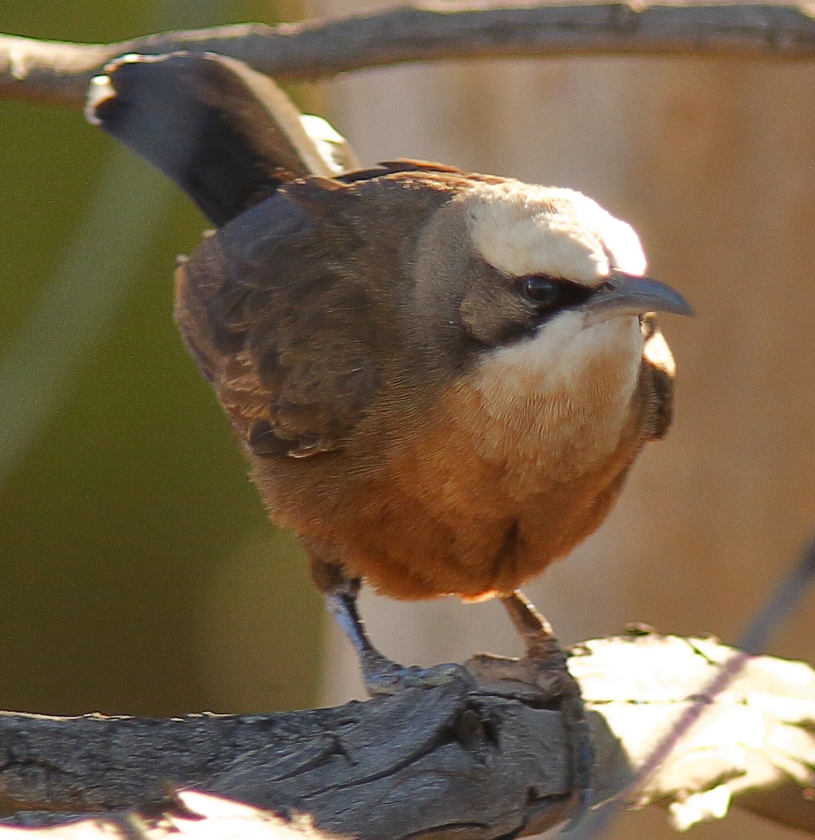 Gray-crowned Babbler - ML620732637