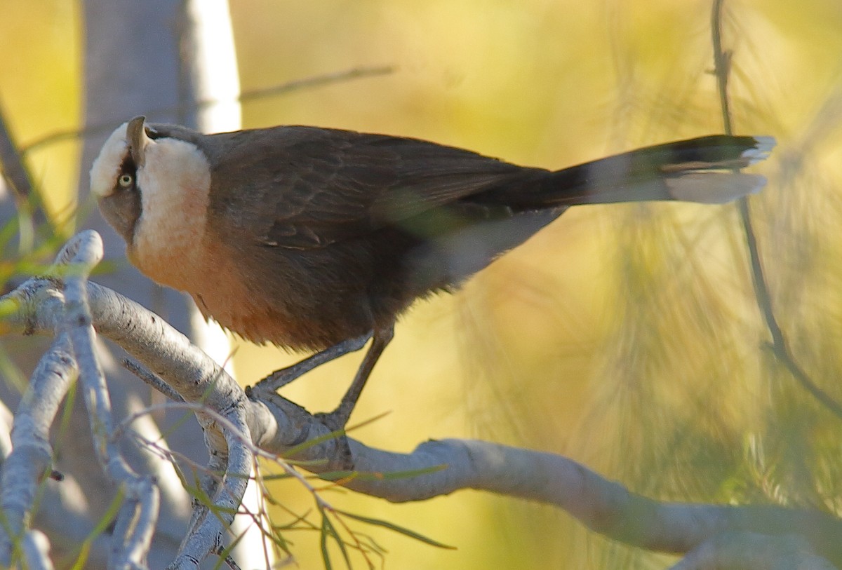 Gray-crowned Babbler - ML620732638