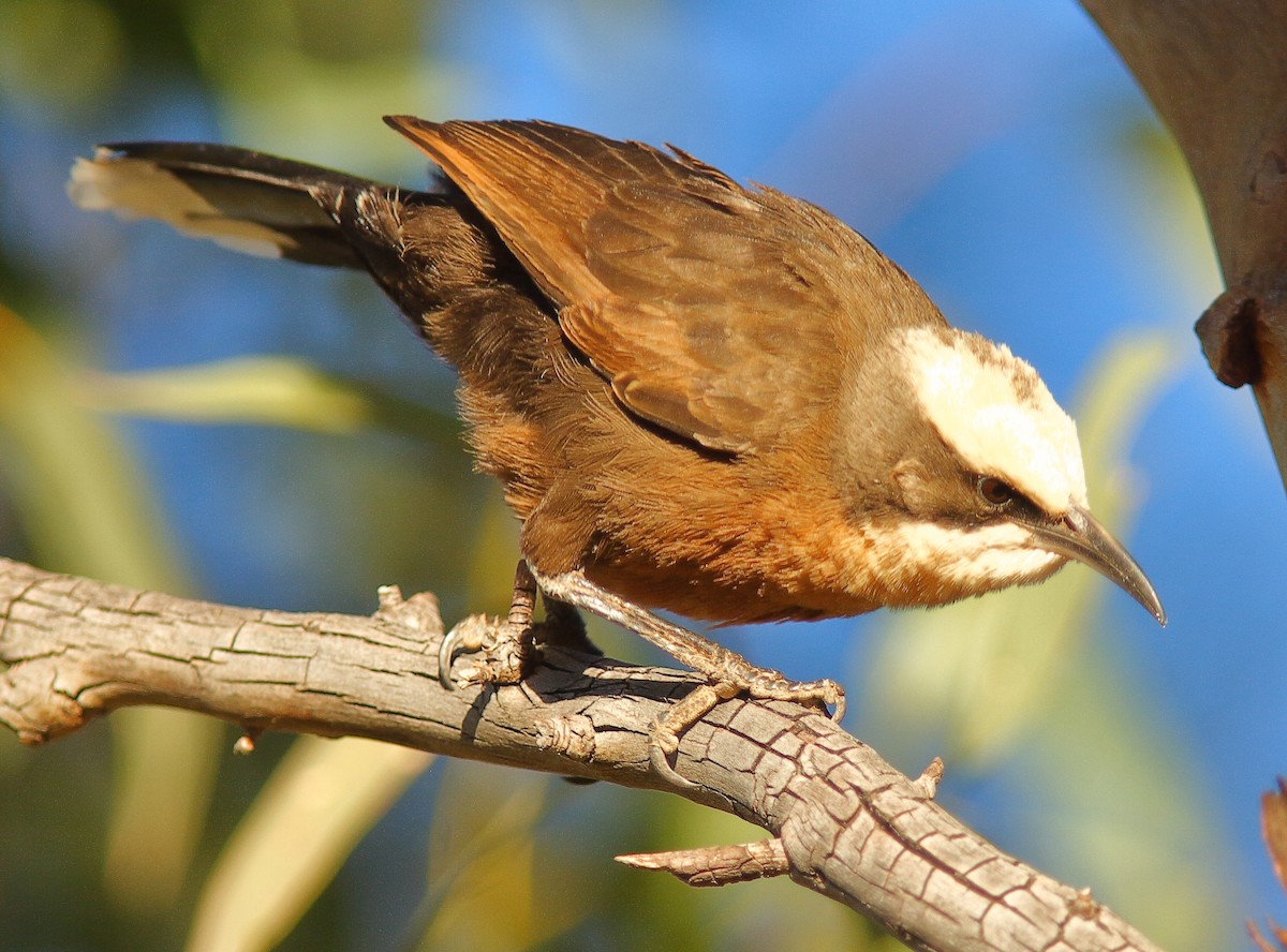 Gray-crowned Babbler - ML620732639