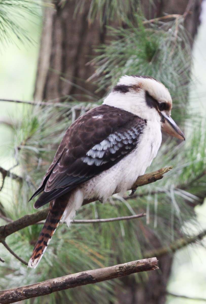 Laughing Kookaburra - ML620732640