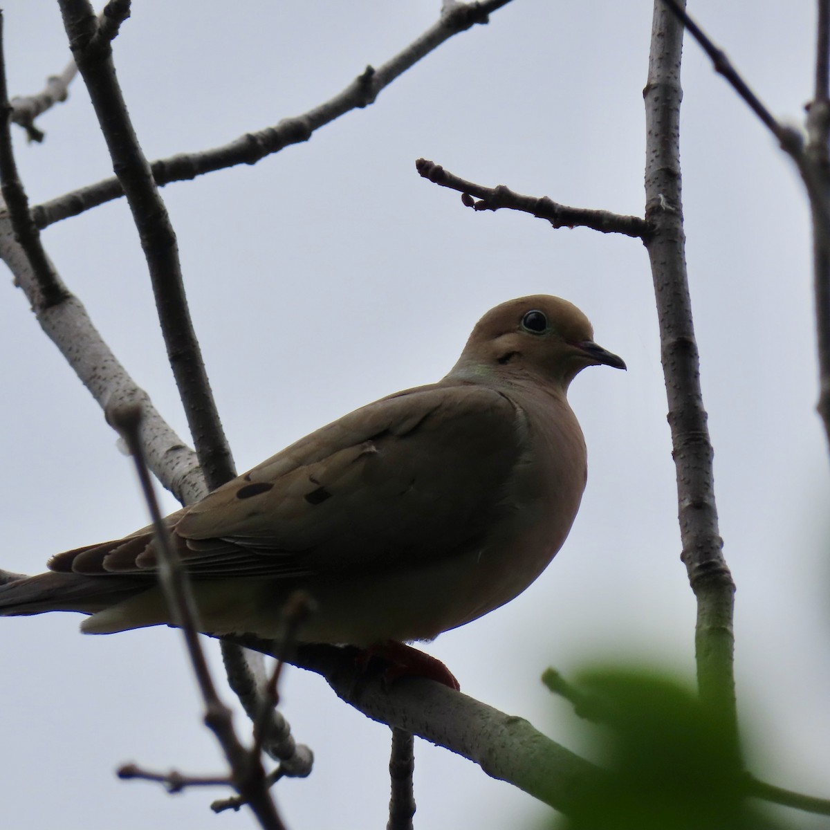 Mourning Dove - ML620732643