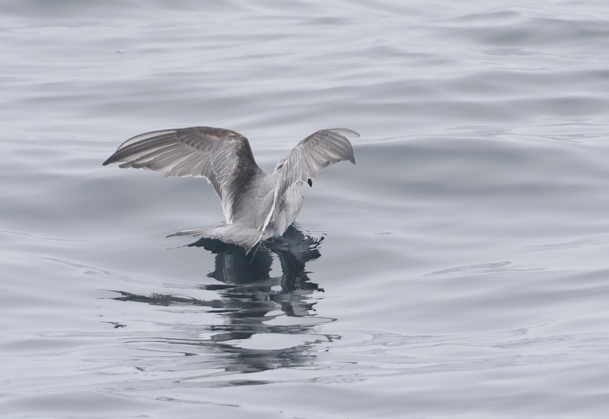 Fork-tailed Storm-Petrel - ML620732644