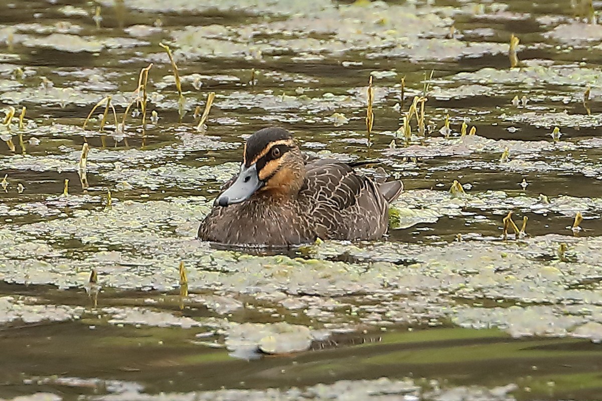 Pacific Black Duck - ML620732645