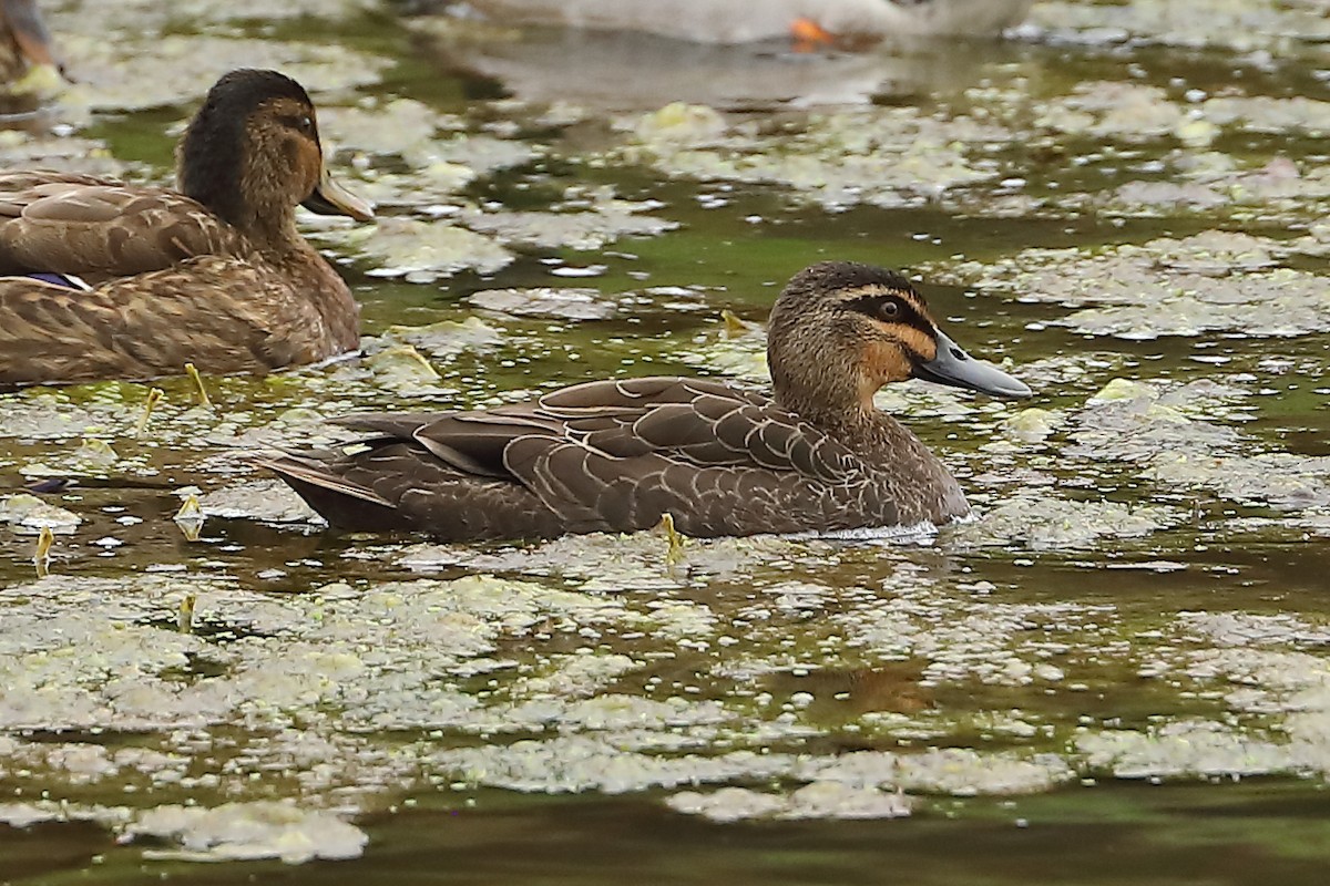 Mallard x Pacific Black Duck (hybrid) - ML620732646