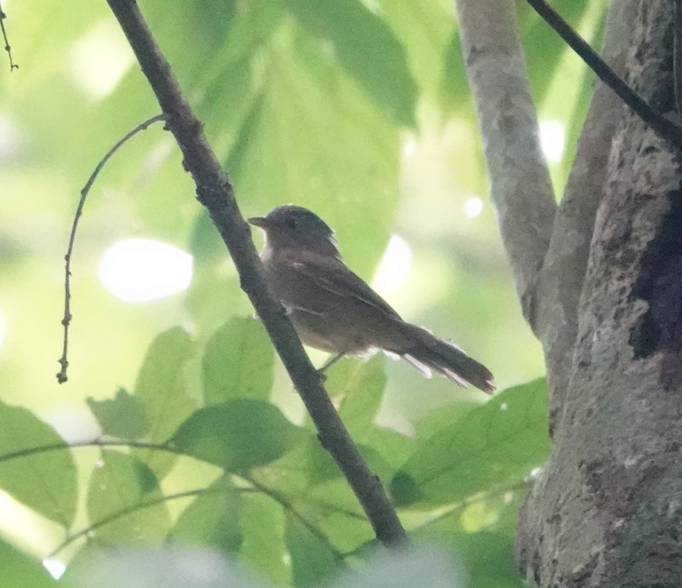 Brown-cheeked Fulvetta - ML620732648