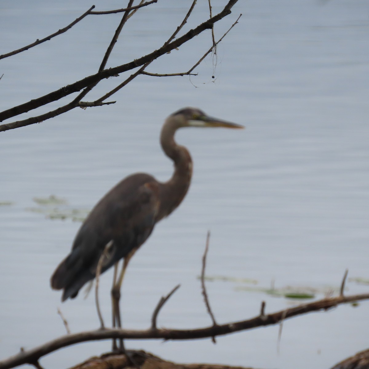 Great Blue Heron - ML620732649