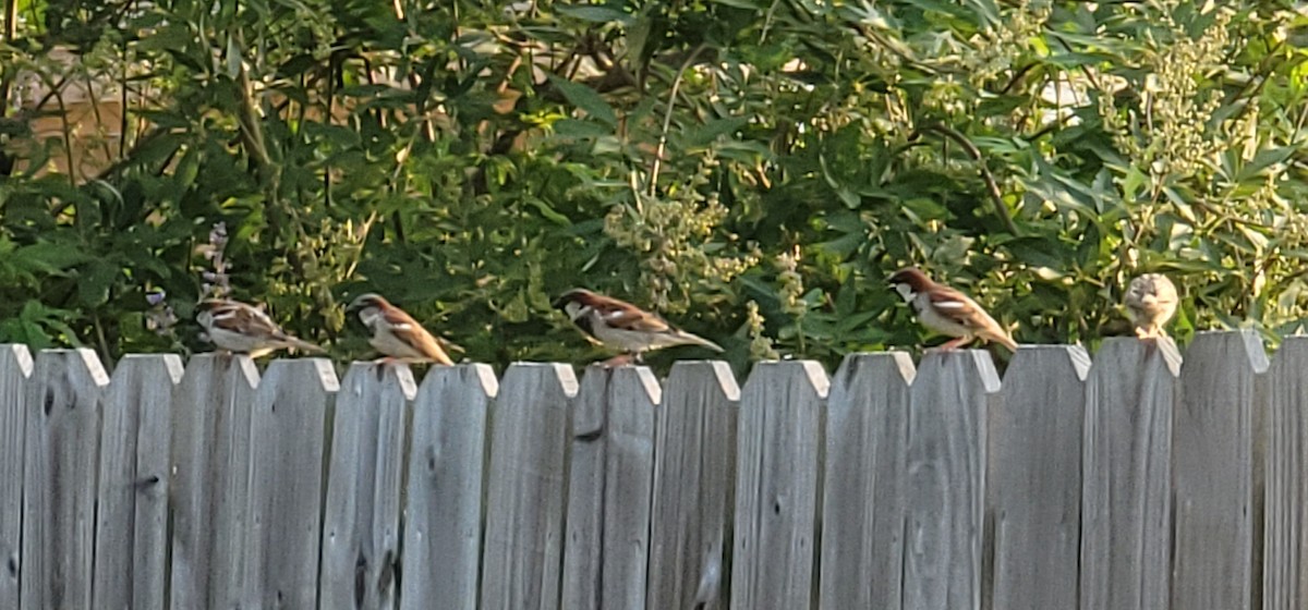 House Sparrow - ML620732650