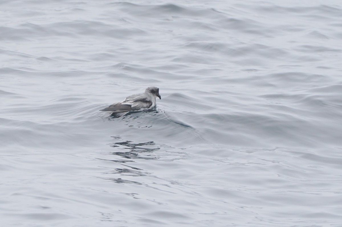 Fork-tailed Storm-Petrel - ML620732651