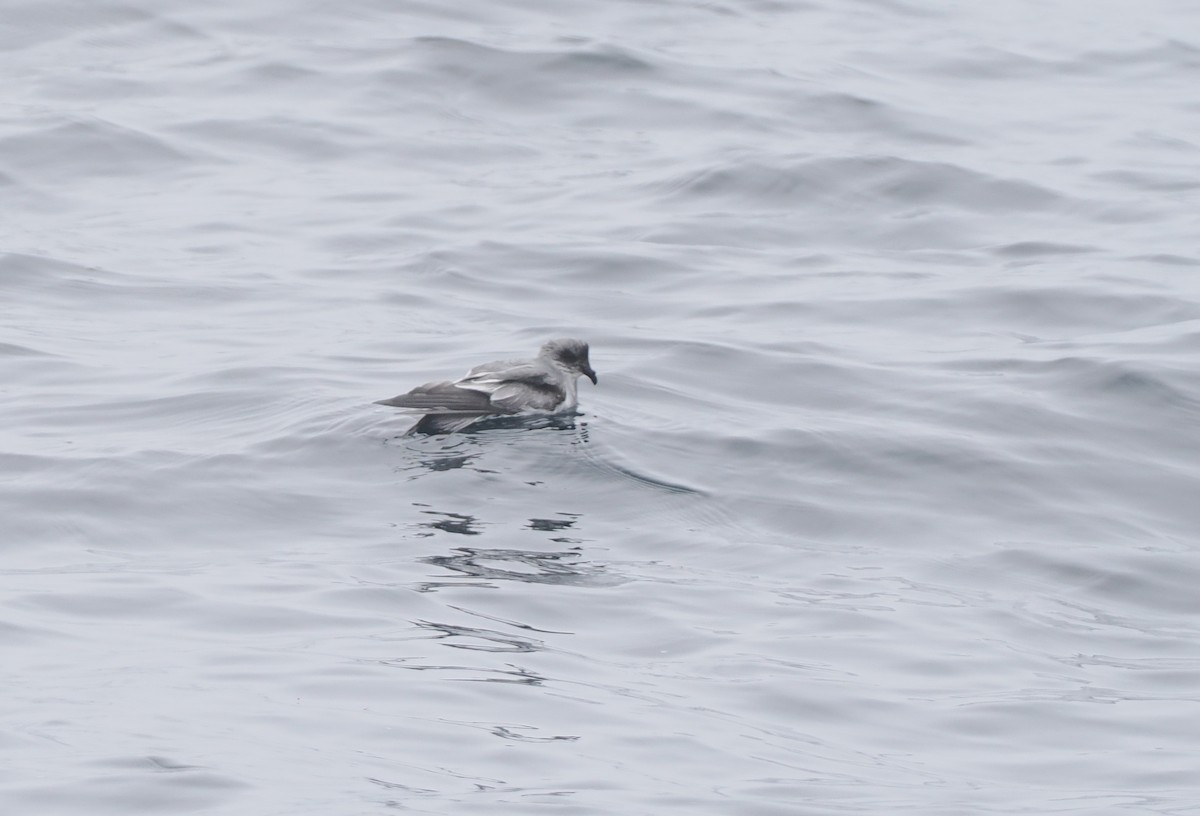 Fork-tailed Storm-Petrel - ML620732652