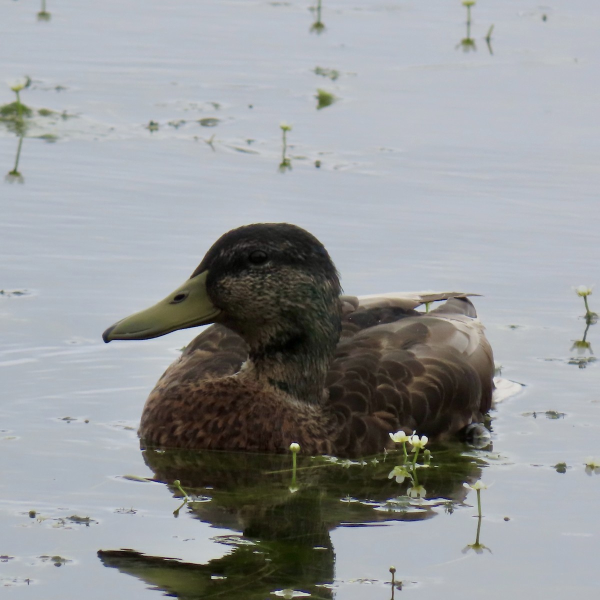 Mallard - ML620732653