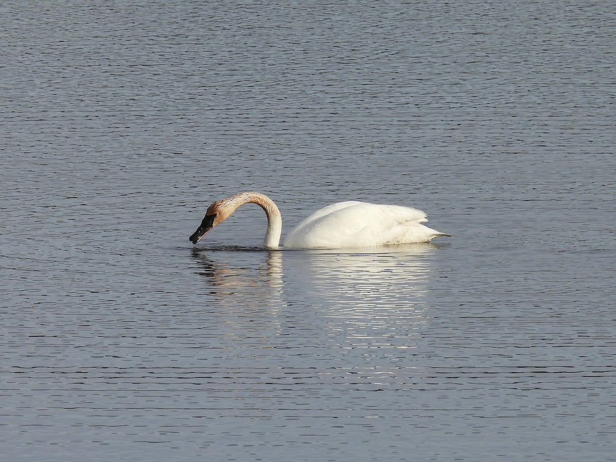 Trumpeter Swan - ML620732654