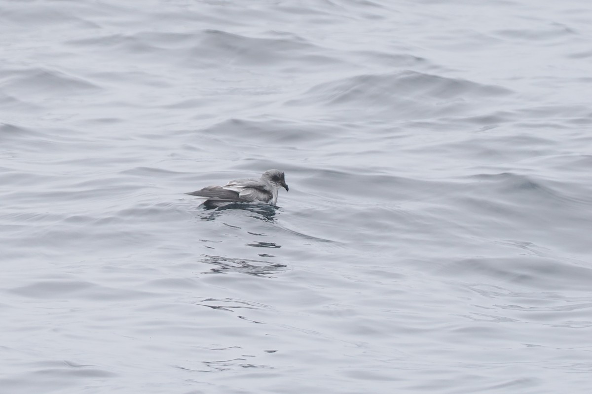 Fork-tailed Storm-Petrel - ML620732658