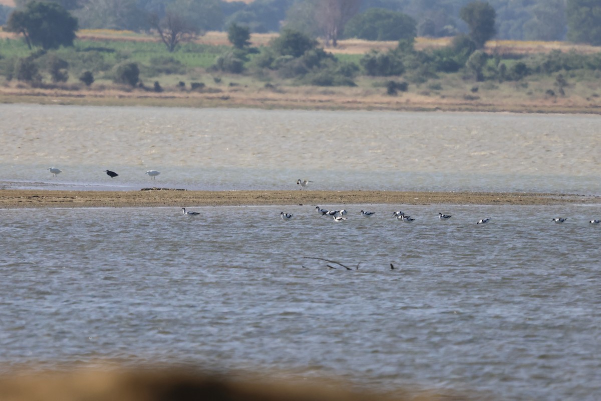 Pied Avocet - ML620732659