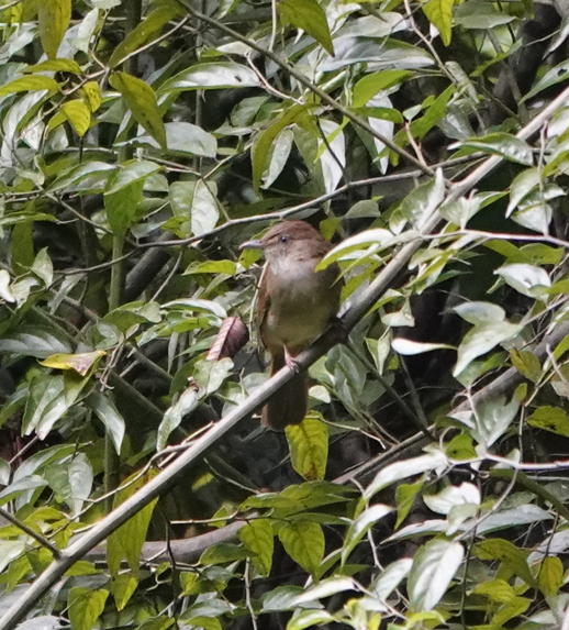 Gray-eyed Bulbul - ML620732660