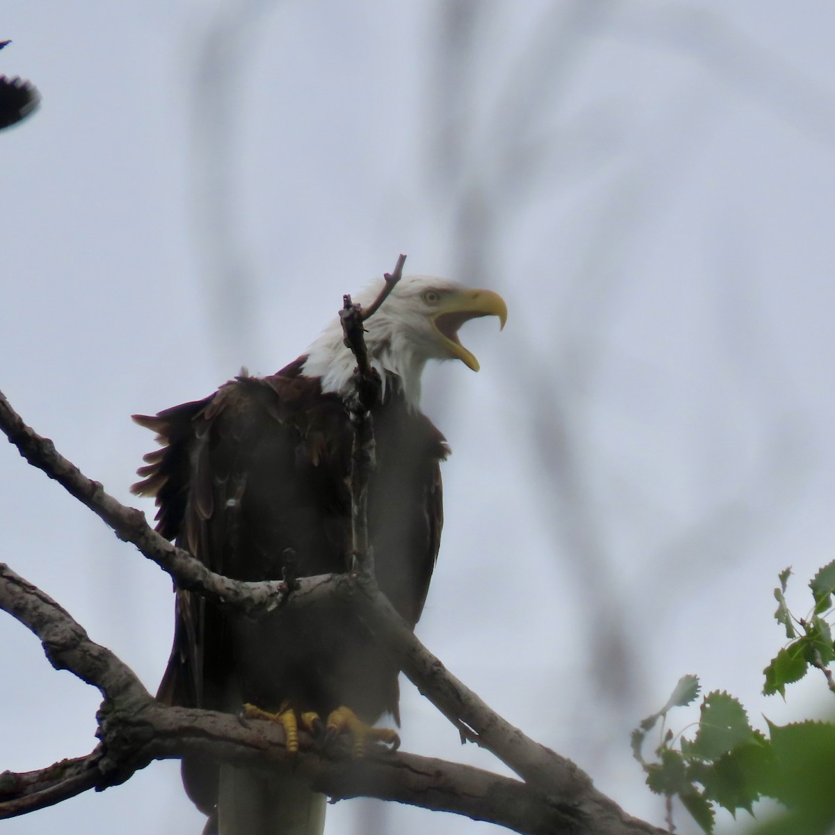 Bald Eagle - ML620732662