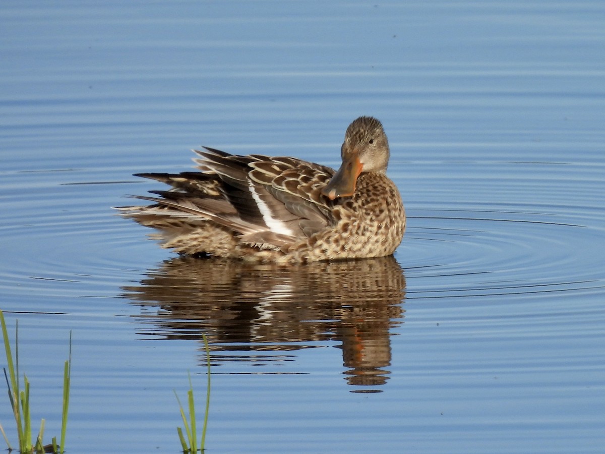 Northern Shoveler - Margaret Mackenzie