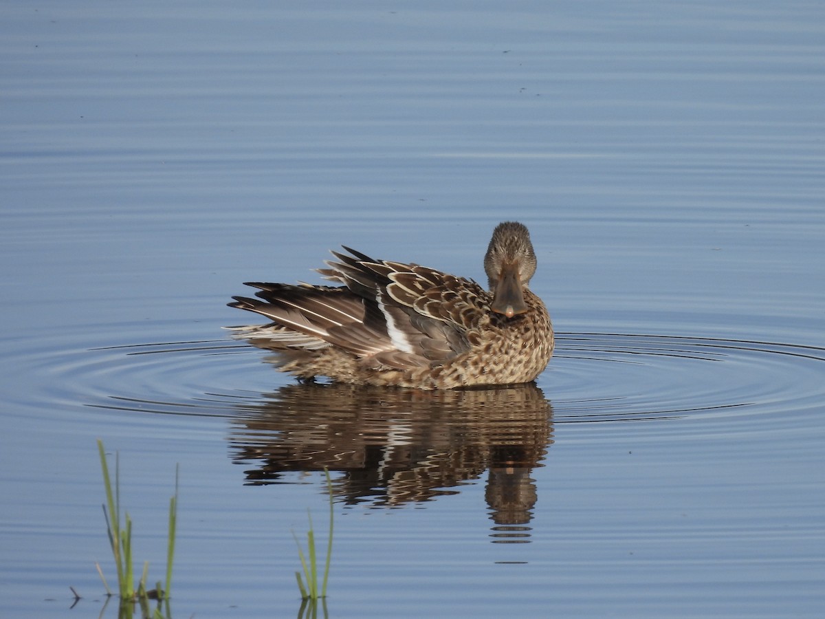 Northern Shoveler - ML620732664