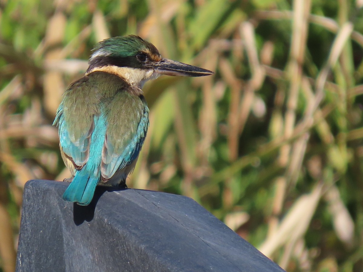 Sacred Kingfisher - ML620732668