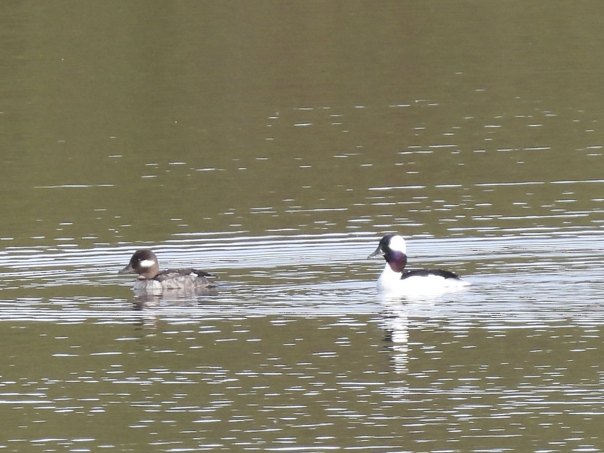 Bufflehead - ML620732672