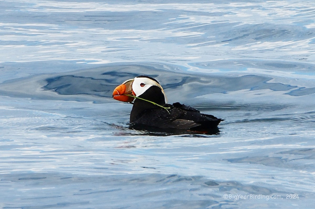 Tufted Puffin - ML620732675