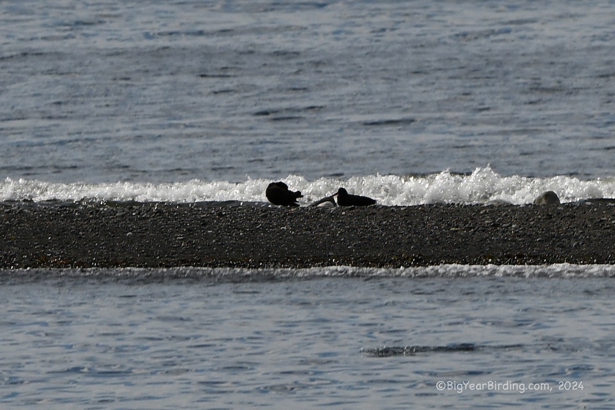 Black Oystercatcher - ML620732677