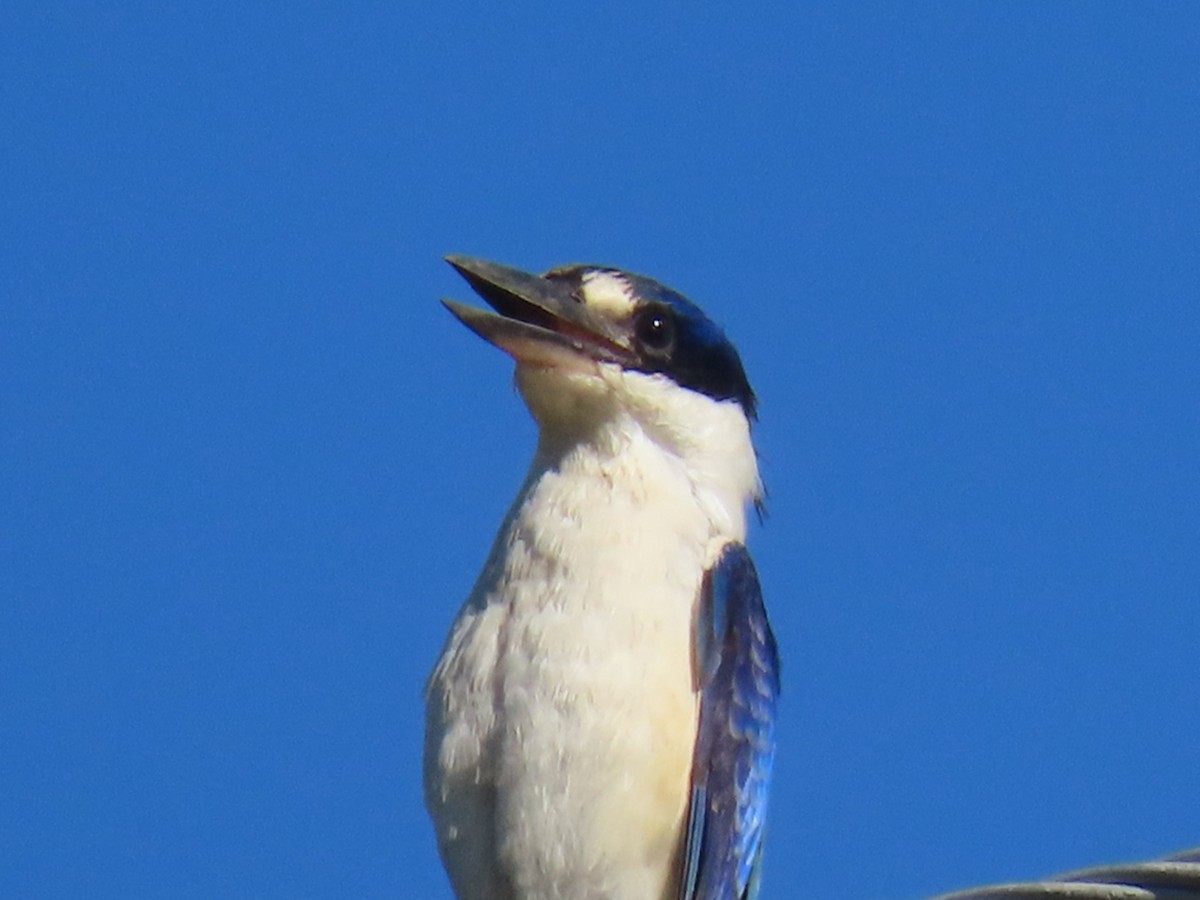 Forest Kingfisher - ML620732679