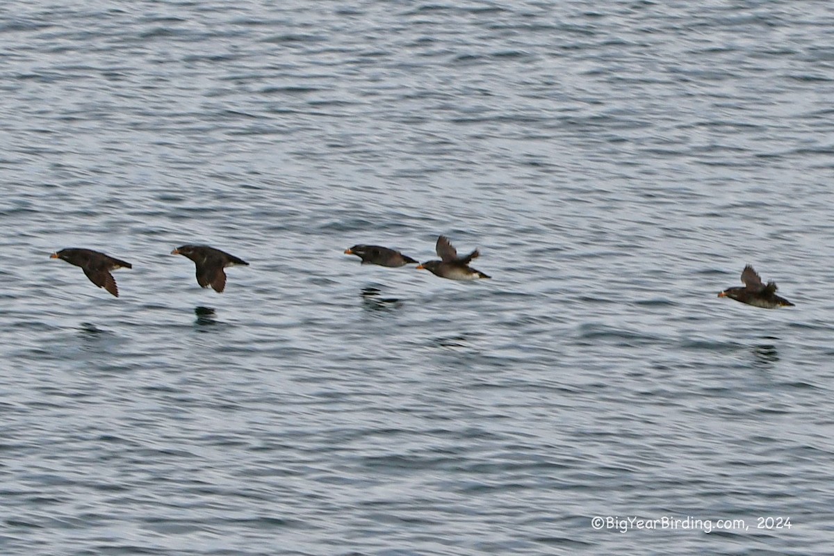 Rhinoceros Auklet - ML620732680