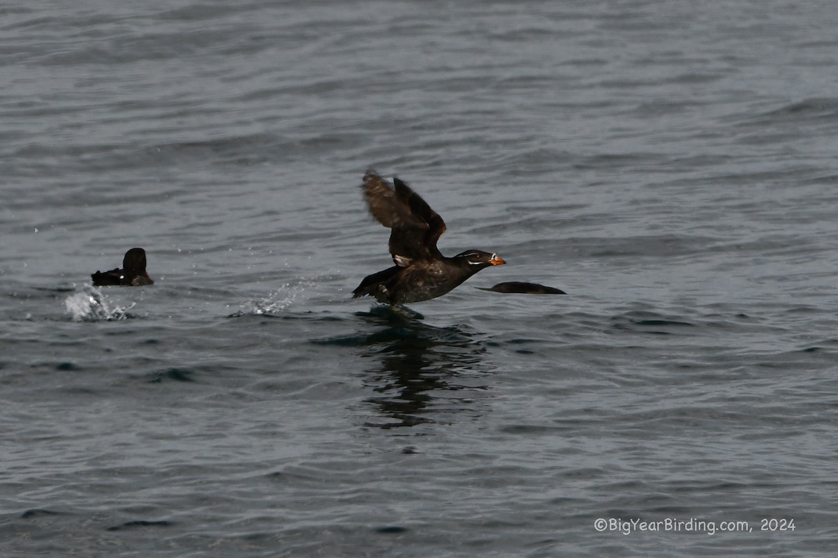 Rhinoceros Auklet - ML620732681