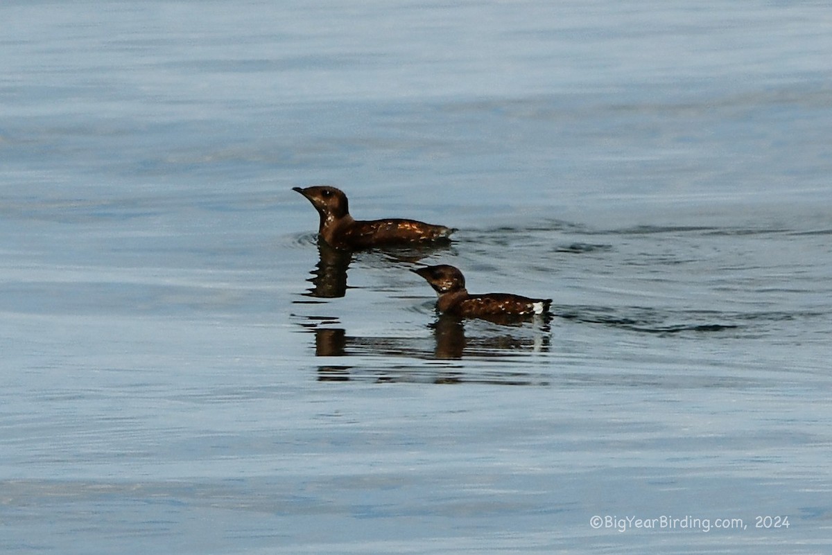 Guillemot marbré - ML620732682