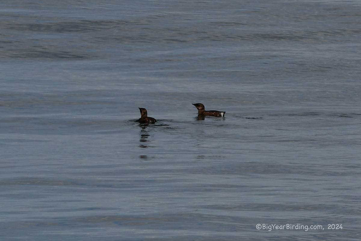 Guillemot marbré - ML620732683