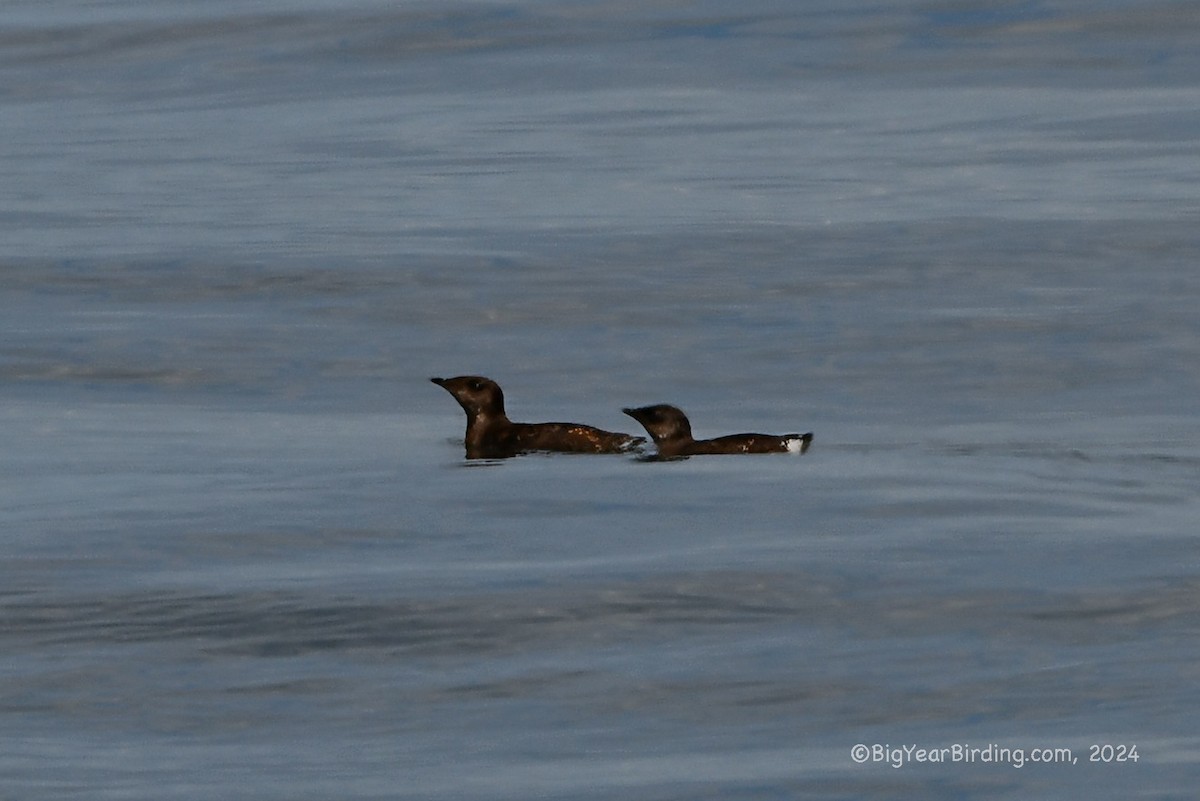 Guillemot marbré - ML620732684