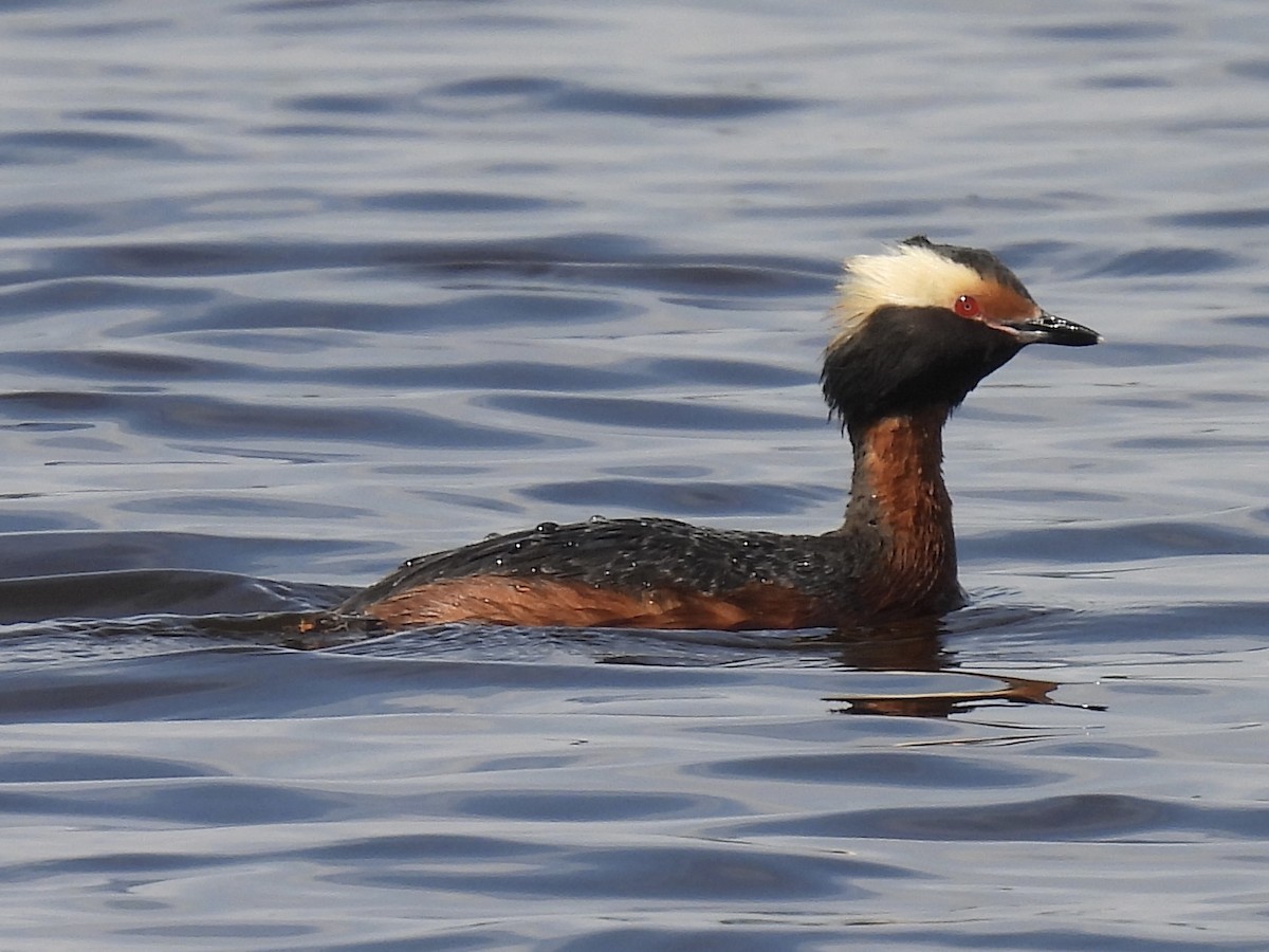 Horned Grebe - ML620732685