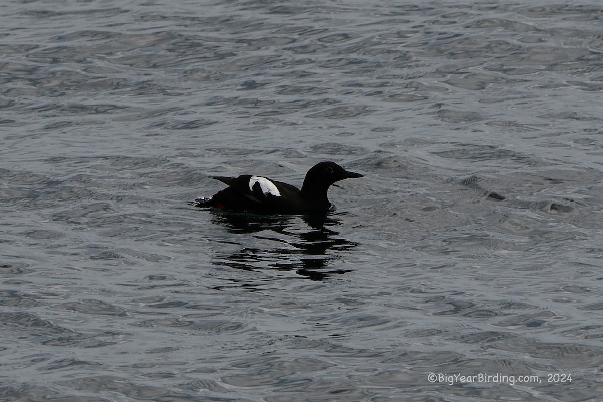 Pigeon Guillemot - ML620732689