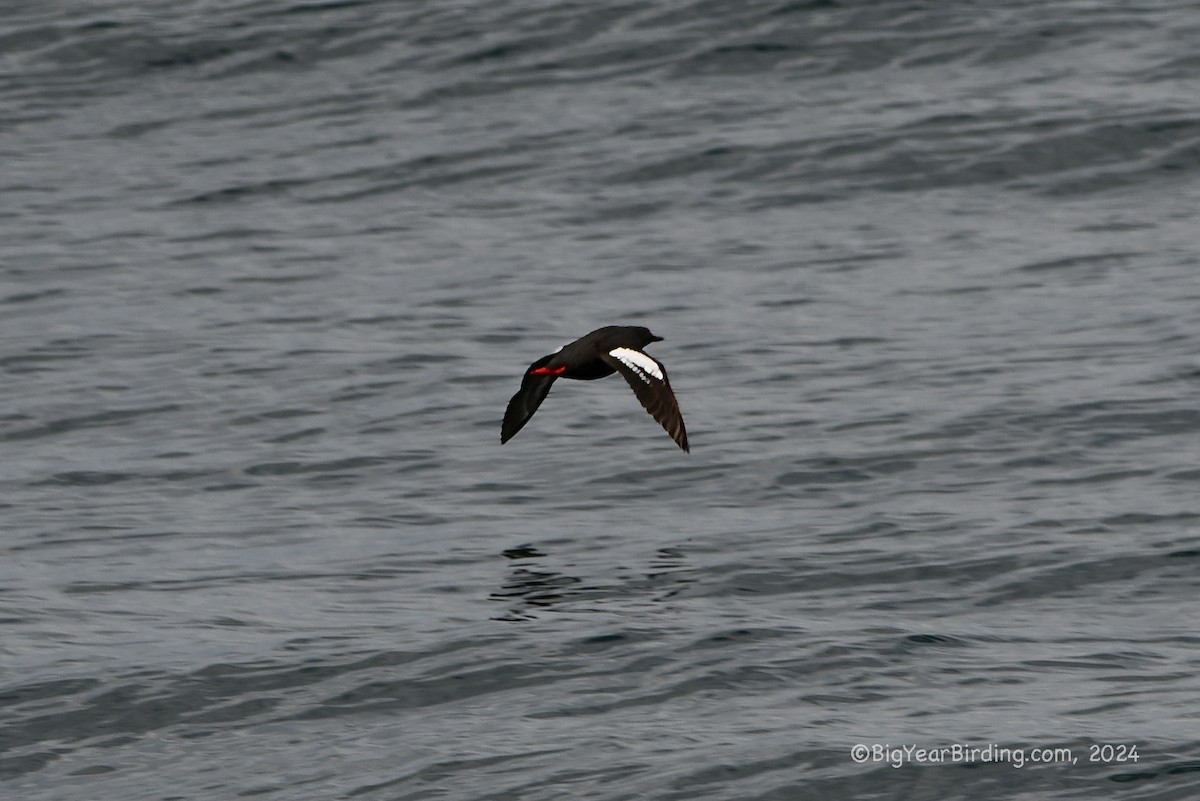 Pigeon Guillemot - ML620732690