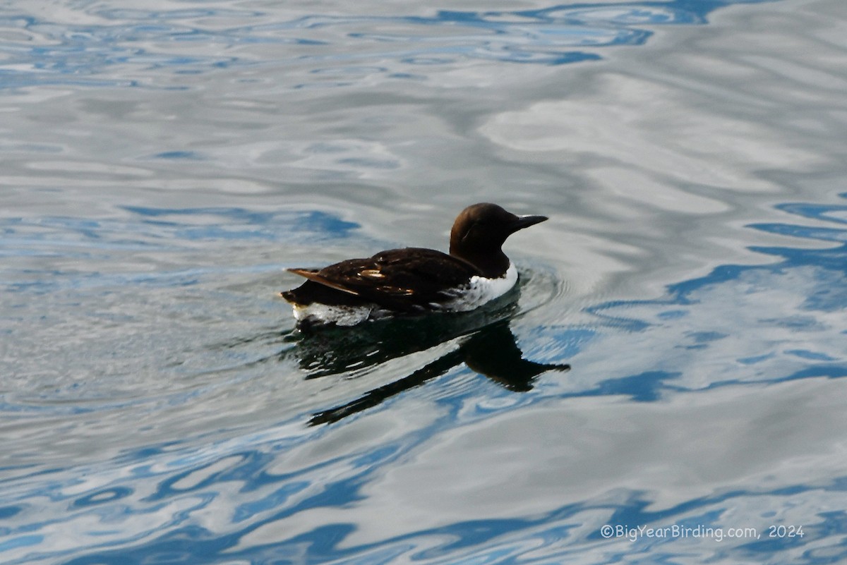 Common Murre - Ethan Whitaker