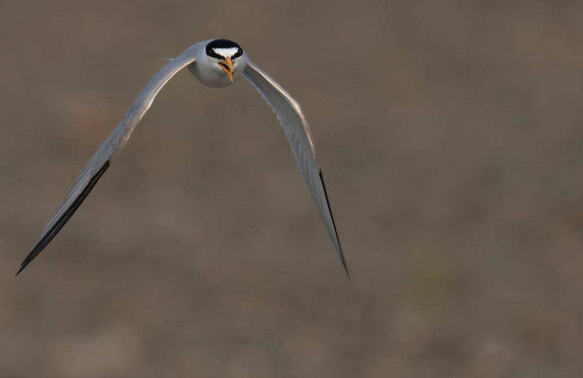 Least Tern - ML620732703