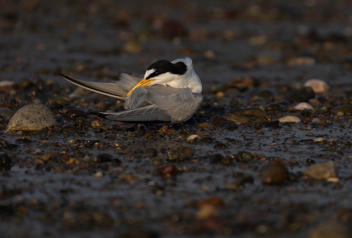 Least Tern - ML620732706