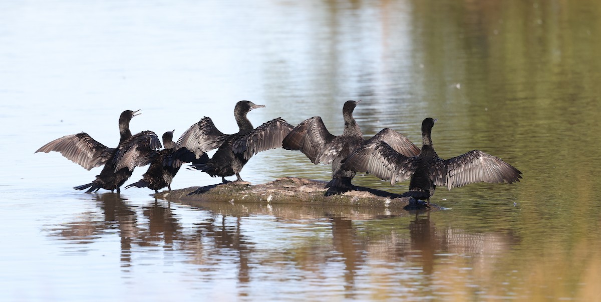 Little Black Cormorant - ML620732711