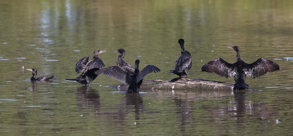 Little Black Cormorant - ML620732712