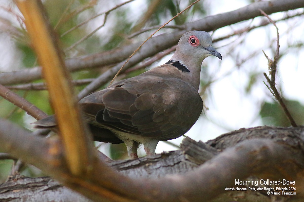 Mourning Collared-Dove - ML620732713