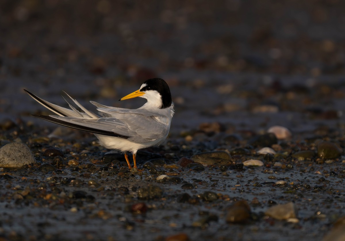 Least Tern - ML620732714