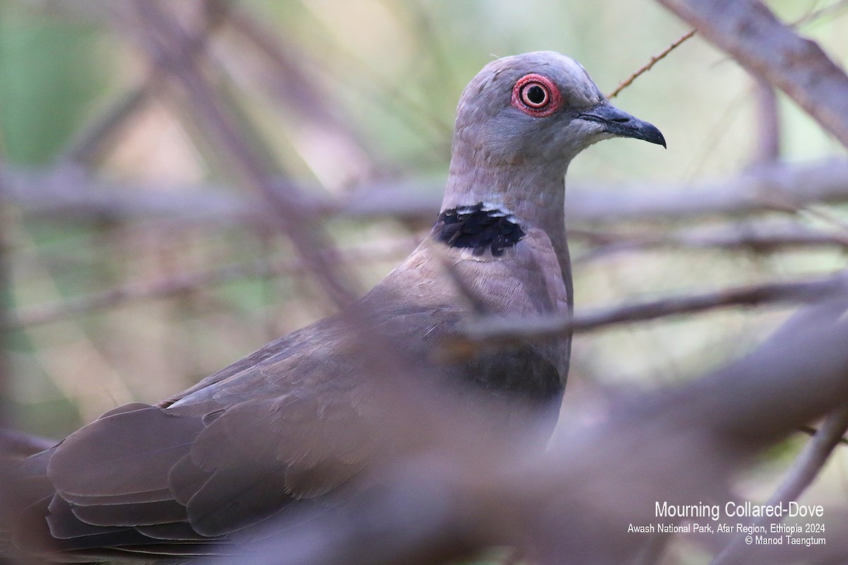 Mourning Collared-Dove - ML620732715