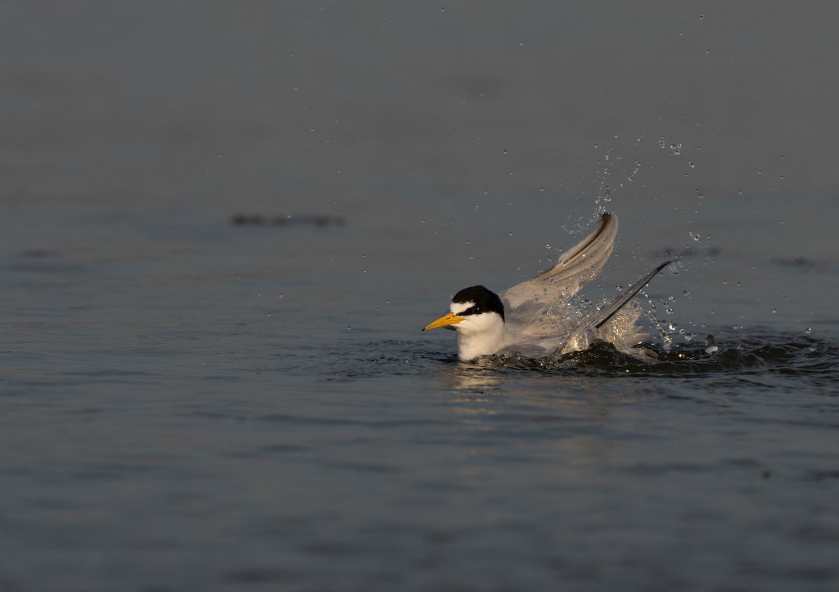 Least Tern - ML620732718