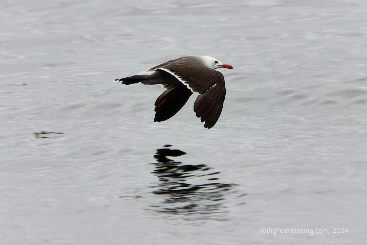 Heermann's Gull - ML620732720