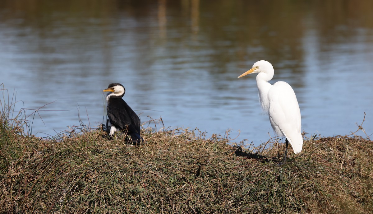 Plumed Egret - ML620732726