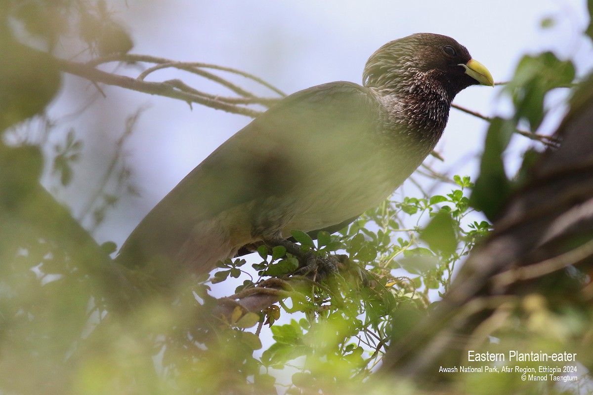 Eastern Plantain-eater - ML620732728