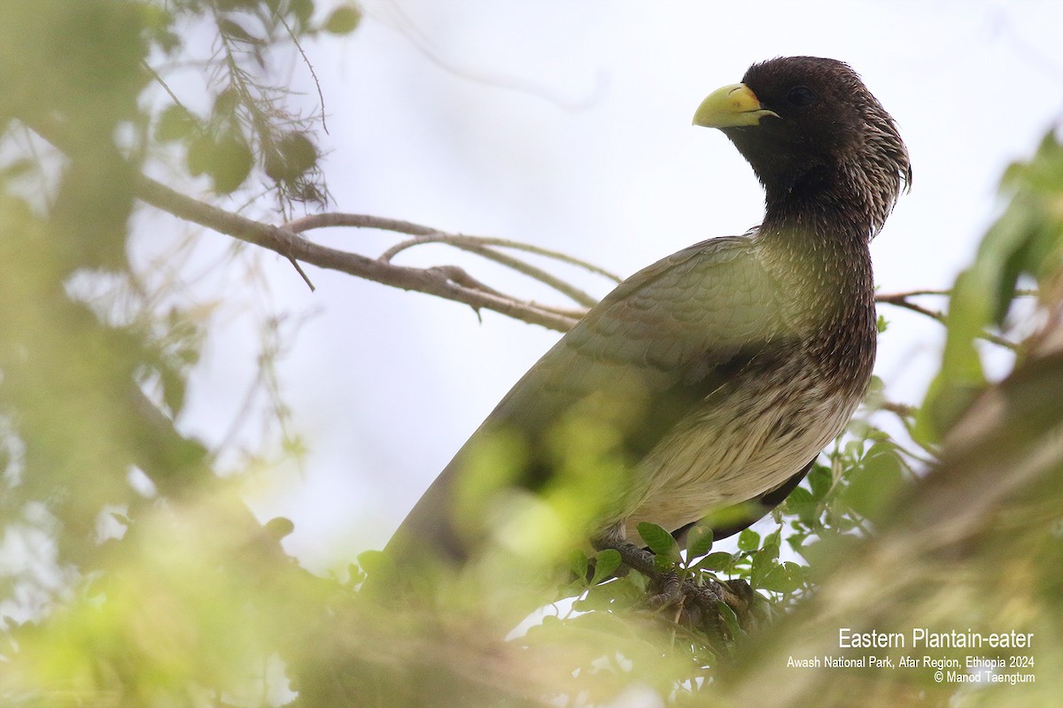 Eastern Plantain-eater - ML620732729