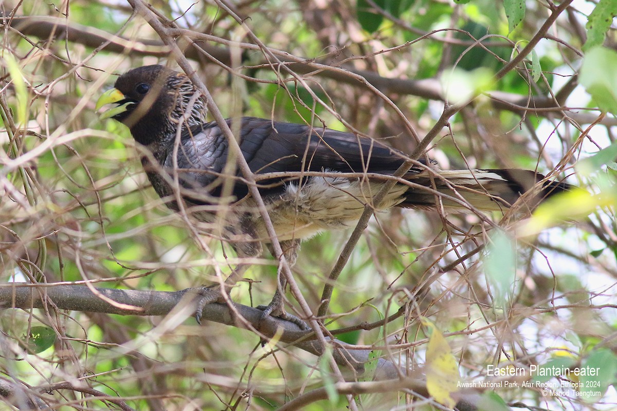 Eastern Plantain-eater - ML620732730