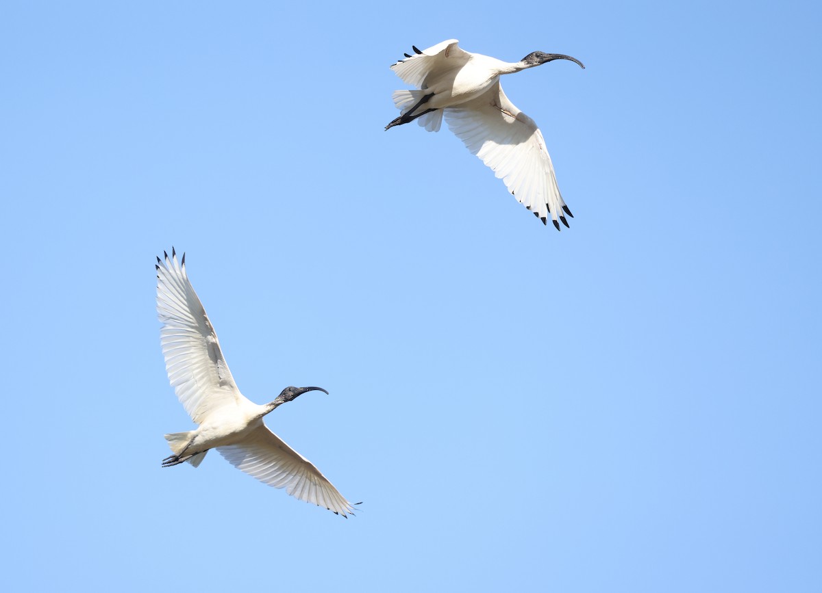 Australian Ibis - ML620732732